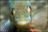 fish face