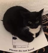 cat59
