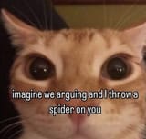 cat54
