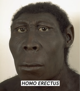 homo