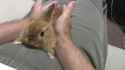rubbing a rabbit_thumb.jpg