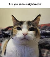 serious meow