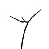 small dead tree