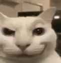 silly_thumb.jpg