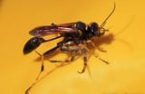 3_wasp_carrying_a_spider