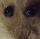 weird rat