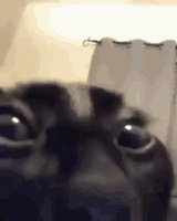 Cat Insane