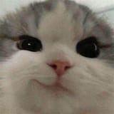 523535355