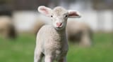 What-Is-A-Baby-Sheep-Called-Featured-Image
