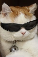 cool-cat-900-x-1350-picture-8hfaoou65kylht27-1804943979