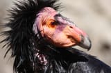 california_condor_nathan_rupertflickrcc-3230961702