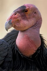 species-California-programs-birds-wild-extinction-attempt