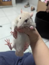 male-rat