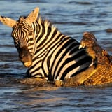crocodile-Maasai-Mara-Kenya-on-August-23-2015