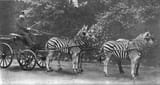 WalterRothschild_zebras_buckingham-scaled-jpg