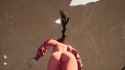 stellar_thumb.jpg