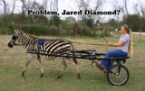 Problem Jared