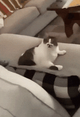 gato-cat