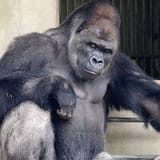handsome-gorilla-shabani-5a43a3c42f180__700-1370249936