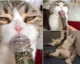 catnohope