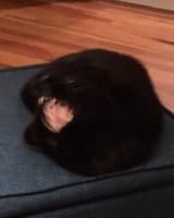 1690774397801785