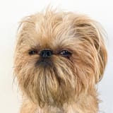 Bouche-Lee-the-grumpy-dog-6-1