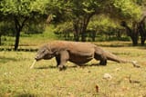 adult-komodo-on-komodo-island
