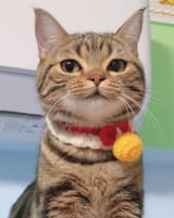 cat124