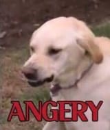 angery