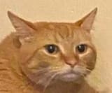 Thread 717950652 OP Image