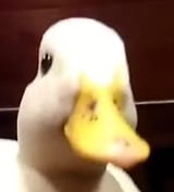 1724875885434802