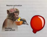 monke
