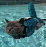 chillkitkat