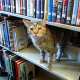 03catniss