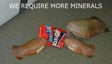 minerals