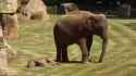 Elephant sleeping on the job_thumb.jpg