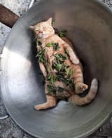 cat43