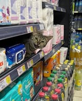 cat5