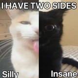 cat10