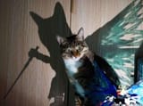 cat11