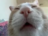 cat44