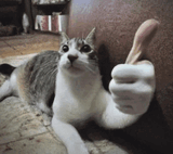 tamm-cat