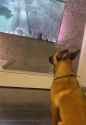 Dog watches dog in CoD snapped_thumb.jpg