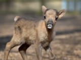baby reindeer