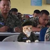 generalmeow