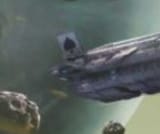 Screenshot_20250618_113309_Brave