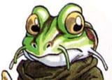 that frog stare