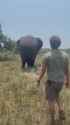 Elephant brutally murdered_thumb.jpg