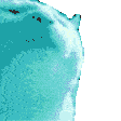 hypercatjam