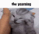 funny-cat